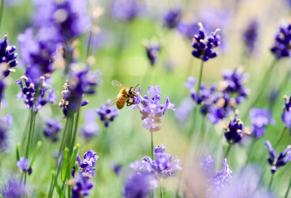 Lavender Symbolism and Meaning