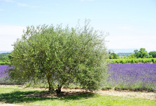 Olive Tree Symbolism and Meaning