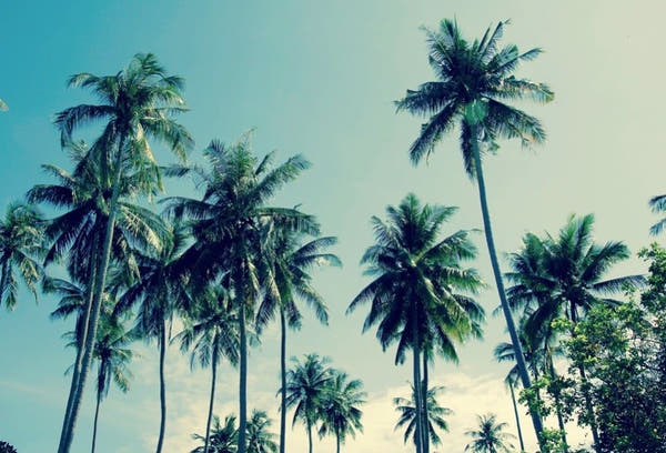 Palm Tree Symbolism and Meaning