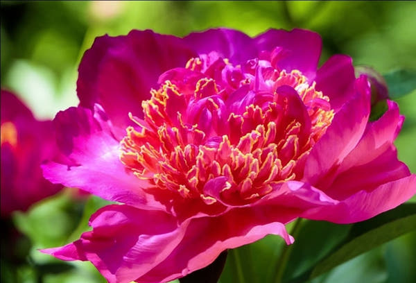 Peony Symbolism and Meaning