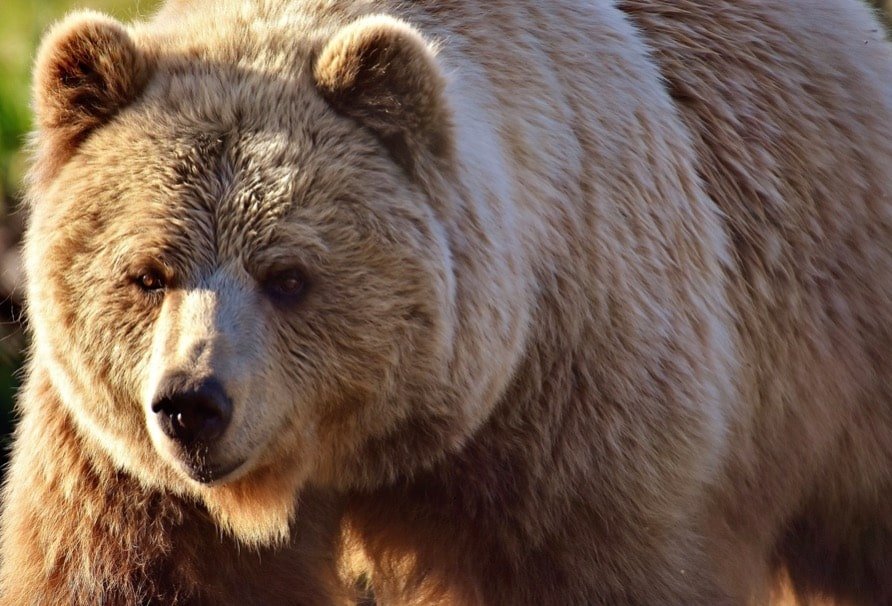 Brown bear in its natural habitat, inspiration for bear canvas wall art