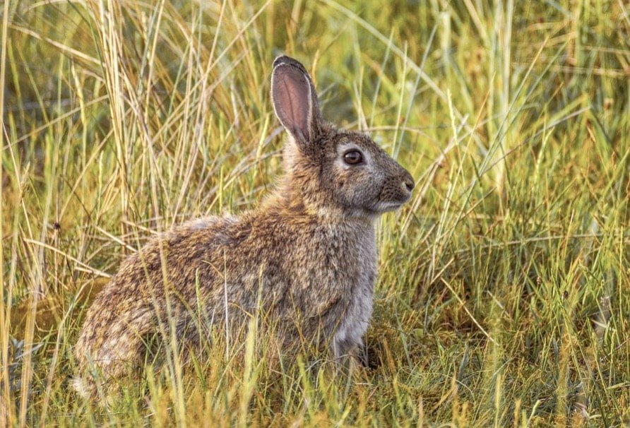 A rabbit with long ears resting outdoors