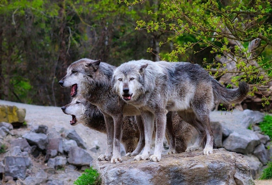 Two wolves together in a snowy winter landscape