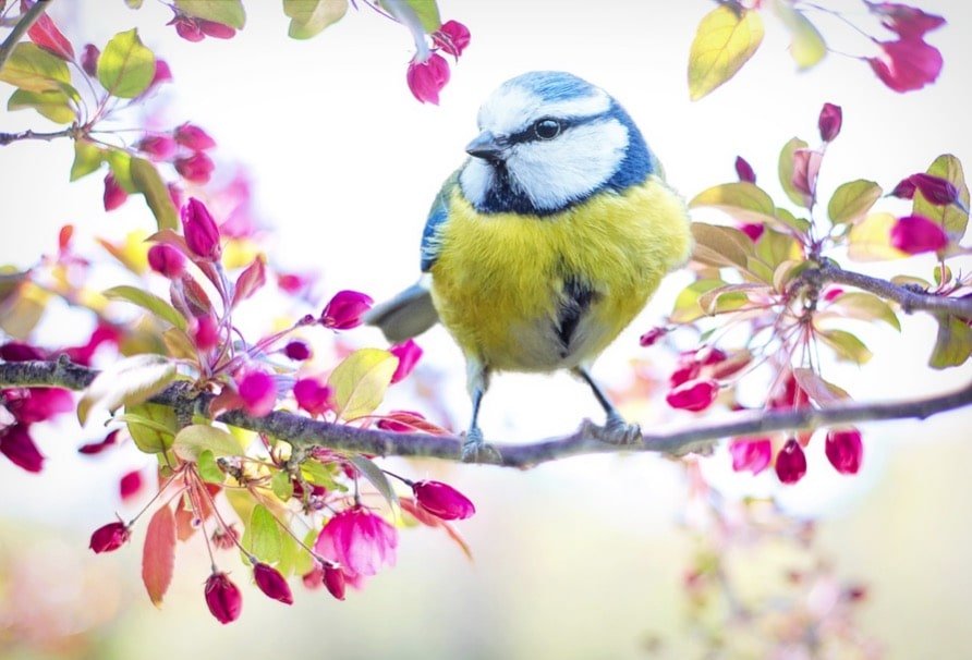 Bird perched in nature, theme of bird paintings on canvas