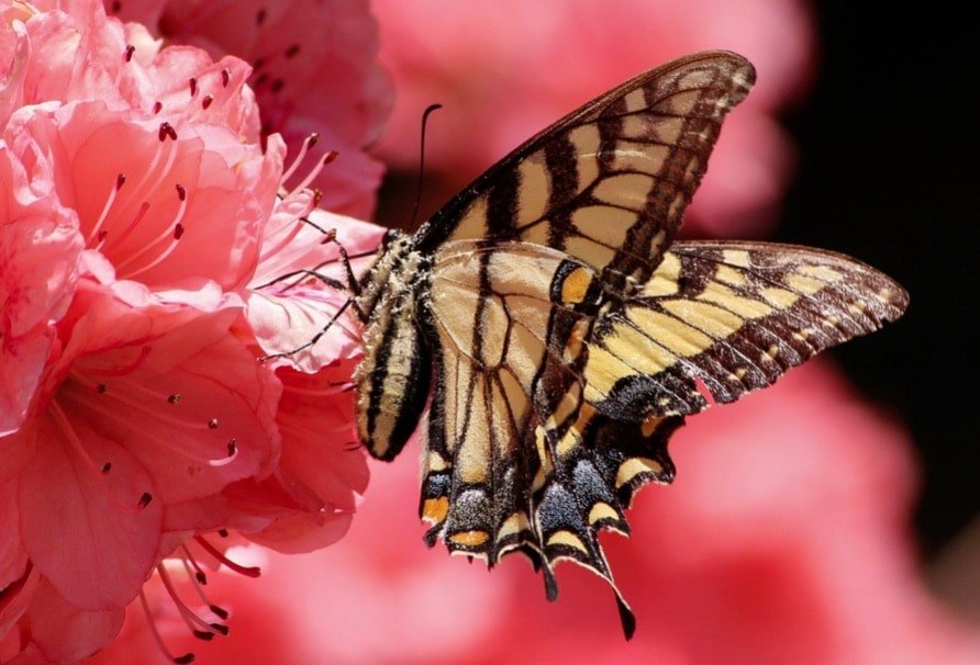 Colourful butterfly resting with open wings