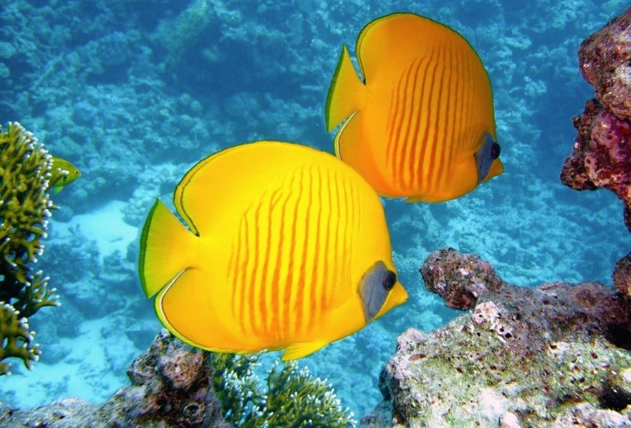 Colourful fish swimming underwater