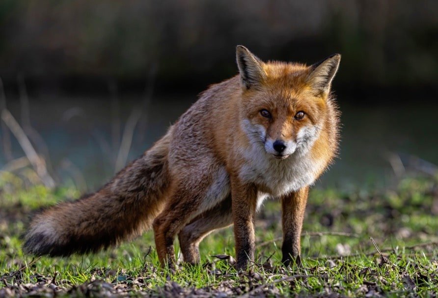 Red fox in its natural habitat