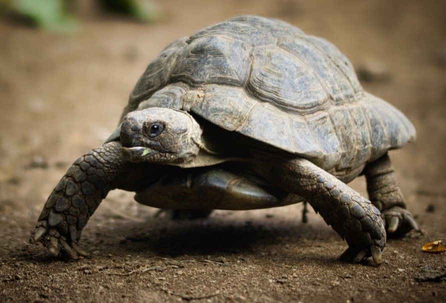 Turtle in its natural habitat
