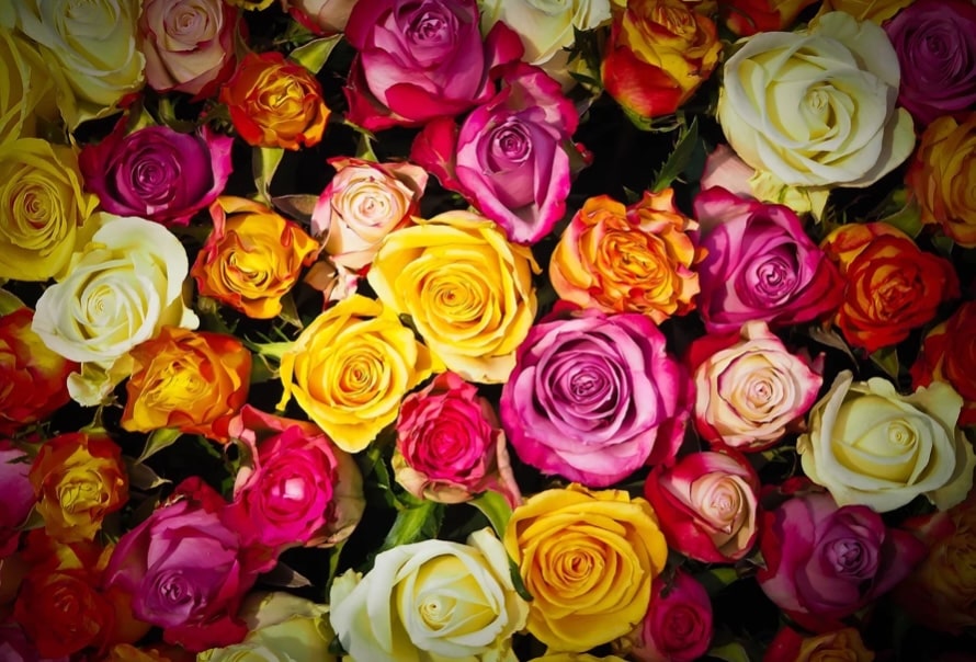 Pink Roses Meaning: Rose Colour Symbolism & Wall Art
