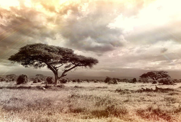 Golden African savanna landscape with scattered acacia trees at sunset