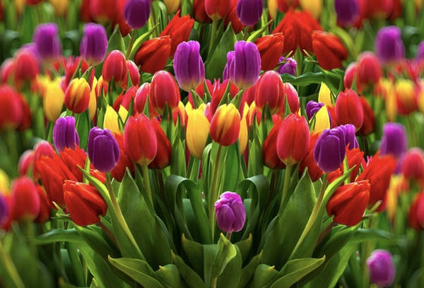 Tulip Symbolism and Meaning: Colours, History and Legends