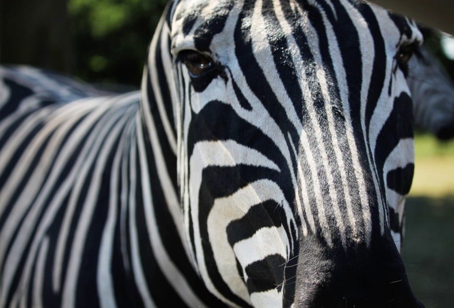 A wild zebra showing its black and white stripes in the African savannah
