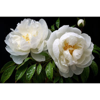 Thumbnail for Peony Flower Canvas