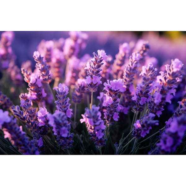 canvas of Lavender