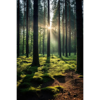 Thumbnail for Sunny Forest Canvas