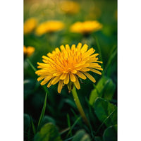 Thumbnail for Small Flower Canvas