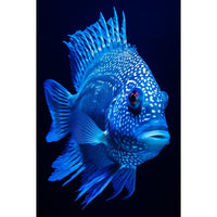 Thumbnail for Blue Fish Canvas