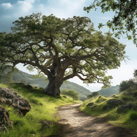 Thumbnail for Nice Tree Canvas
