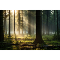 Thumbnail for Sunrise Forest Canvas