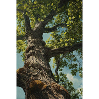 Thumbnail for Tree Trunk Acrylic Canvas