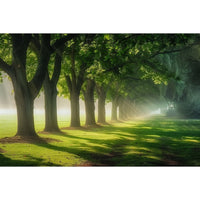 Thumbnail for Painting with Trees