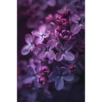 Thumbnail for Lilac Painting
