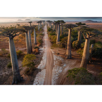 Thumbnail for Tree Line Canvas