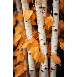 White Birch Canvas