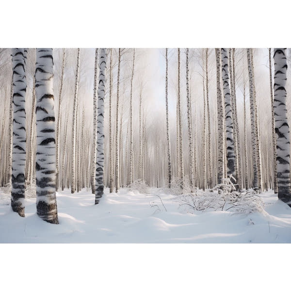 Canvas of White Birch Trees
