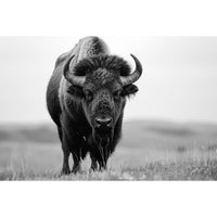 Thumbnail for Canvas of a Buffalo