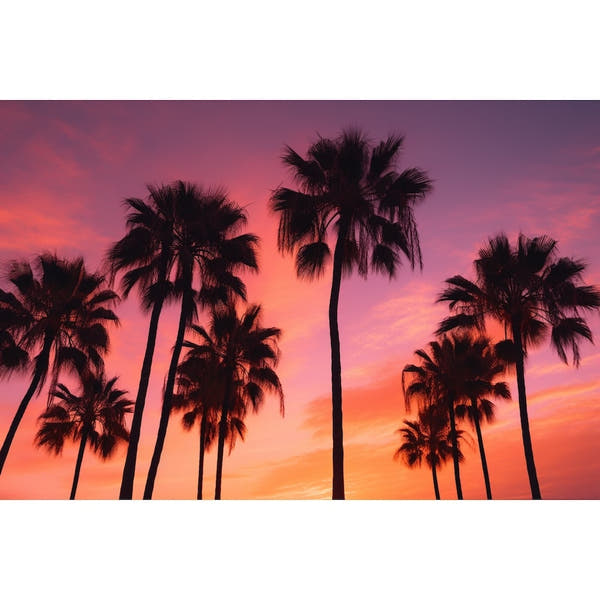 Sunset and Palm Trees canvas