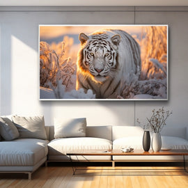White tiger walking through sunset-lit snow with frost on its face