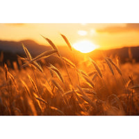 Thumbnail for Sunset Painting