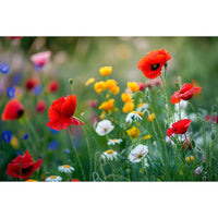 Thumbnail for Wild Flower Meadow Painting Wall Art