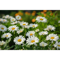 Thumbnail for Canvas of a Daisy