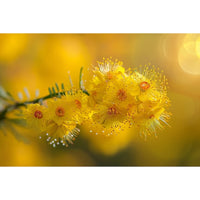Thumbnail for Large Yellow Flower Canvas