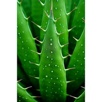 Thumbnail for Realistic Cactus canvas