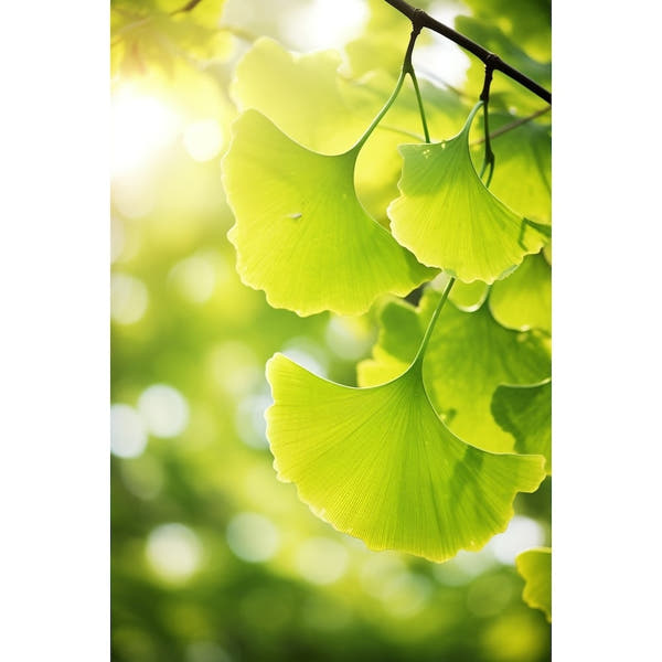 Leaf Canvas Picture