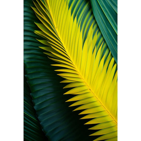 canvas of Palm Leaves