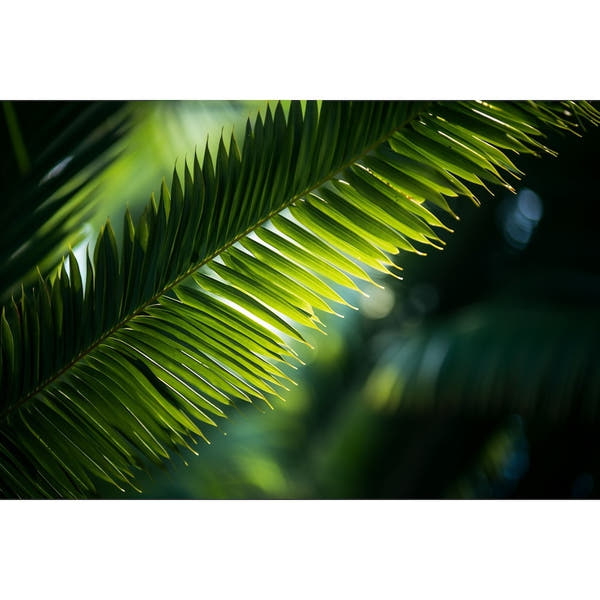 Tropical Palm Leaves canvas
