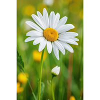 Thumbnail for Daisy Painting