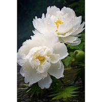 Thumbnail for Peony Painting Wall Art
