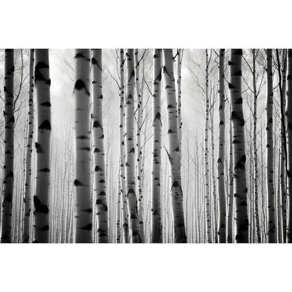 White Birch Painting Art