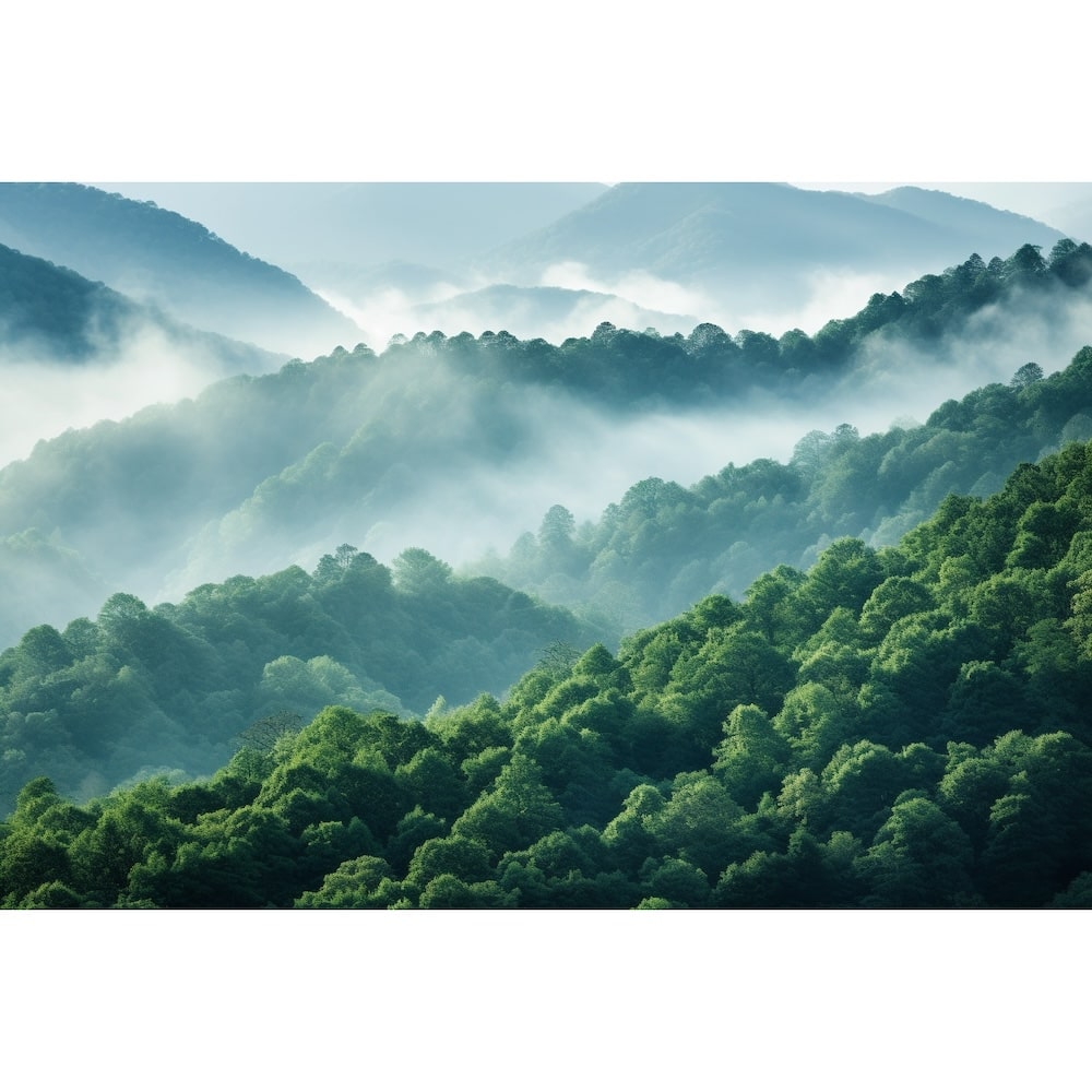 Forest Fog Canvas