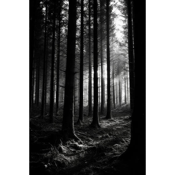 Black and White Forest Painting