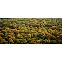 Thumbnail for Forest Canvas Image