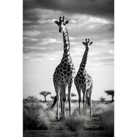Thumbnail for Black and White Giraffe Canvas