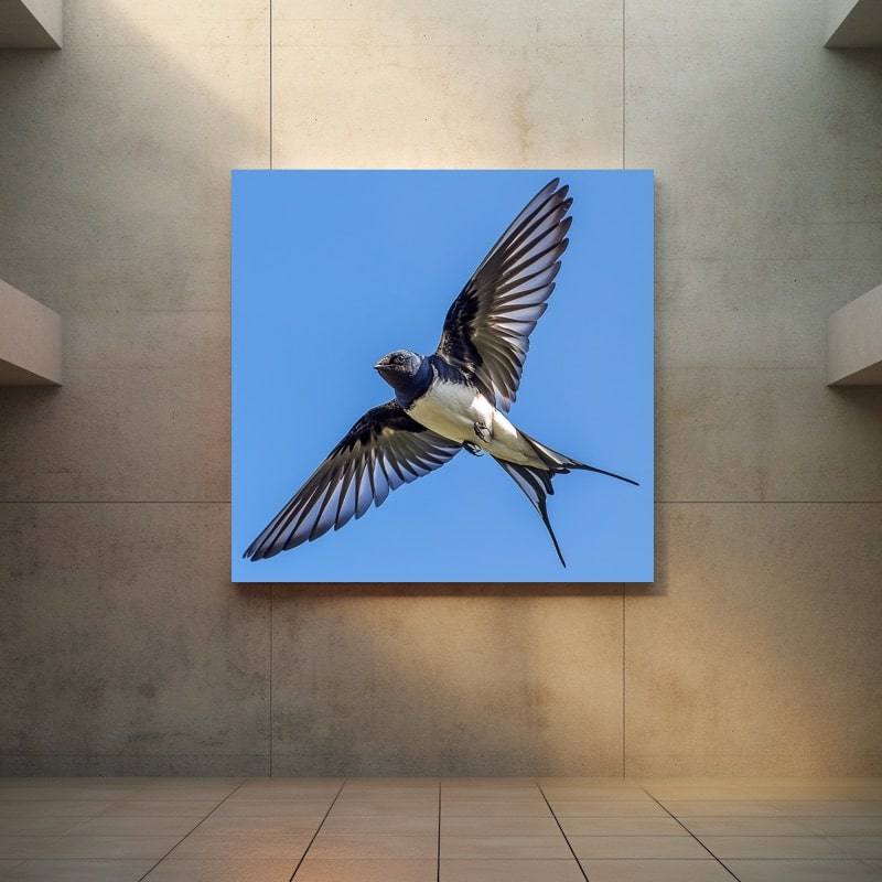 Swallow Canvas