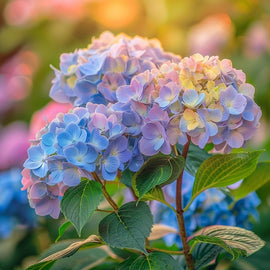 Hydrangea Flower Canvas