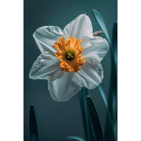 Thumbnail for Canvas of a Daffodil